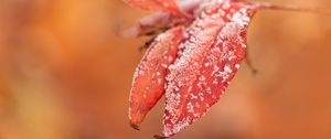 Preview wallpaper leaves, frost, snow, autumn, macro