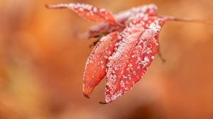Preview wallpaper leaves, frost, snow, autumn, macro