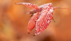 Preview wallpaper leaves, frost, snow, autumn, macro