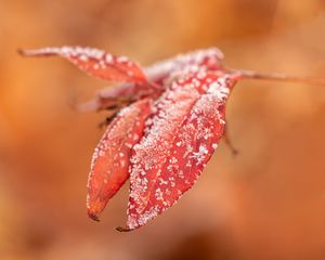 Preview wallpaper leaves, frost, snow, autumn, macro