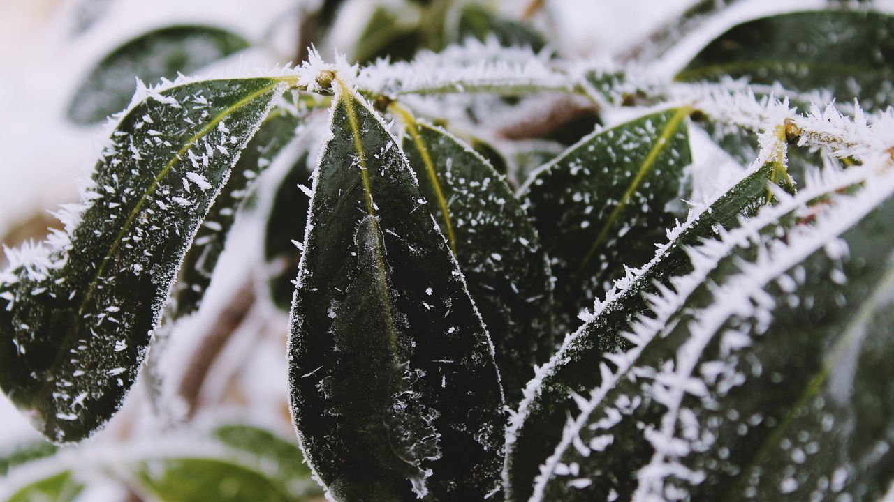 Wallpaper leaves, frost, snow