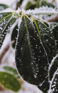 Preview wallpaper leaves, frost, snow