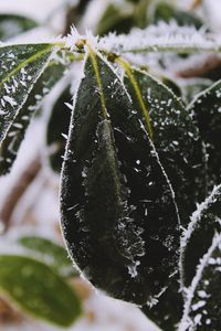 Preview wallpaper leaves, frost, snow