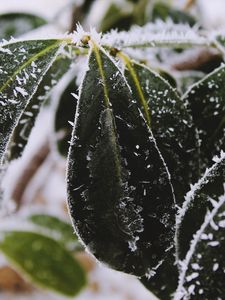 Preview wallpaper leaves, frost, snow