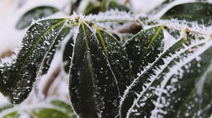 Preview wallpaper leaves, frost, snow