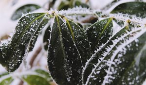 Preview wallpaper leaves, frost, snow