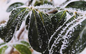 Preview wallpaper leaves, frost, snow