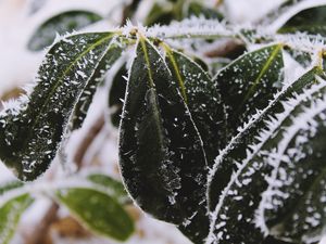 Preview wallpaper leaves, frost, snow