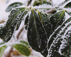 Preview wallpaper leaves, frost, snow