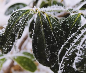 Preview wallpaper leaves, frost, snow