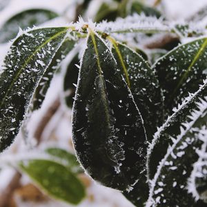 Preview wallpaper leaves, frost, snow