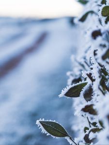 Preview wallpaper leaves, frost, snow, winter, macro