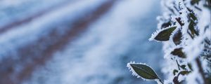 Preview wallpaper leaves, frost, snow, winter, macro