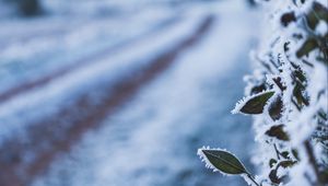 Preview wallpaper leaves, frost, snow, winter, macro
