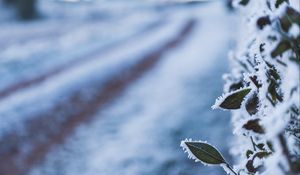 Preview wallpaper leaves, frost, snow, winter, macro