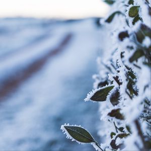 Preview wallpaper leaves, frost, snow, winter, macro