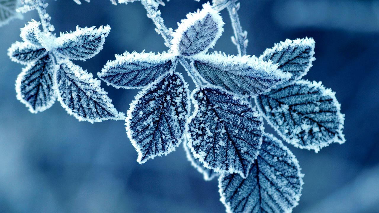 Wallpaper leaves, frost, winter, snow, cold