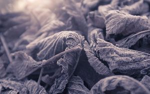 Preview wallpaper leaves, frozen, macro, frost