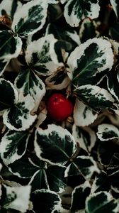 Preview wallpaper leaves, fruit, plant, macro, closeup