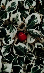 Preview wallpaper leaves, fruit, plant, macro, closeup