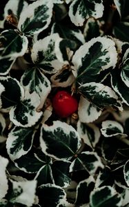 Preview wallpaper leaves, fruit, plant, macro, closeup