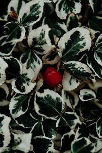 Preview wallpaper leaves, fruit, plant, macro, closeup
