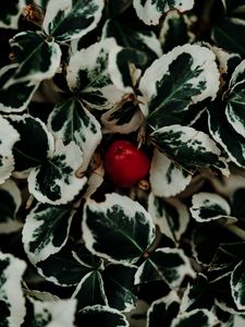 Preview wallpaper leaves, fruit, plant, macro, closeup