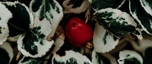 Preview wallpaper leaves, fruit, plant, macro, closeup