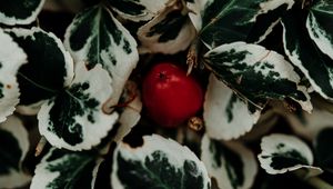 Preview wallpaper leaves, fruit, plant, macro, closeup