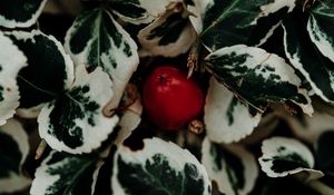 Preview wallpaper leaves, fruit, plant, macro, closeup