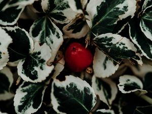 Preview wallpaper leaves, fruit, plant, macro, closeup