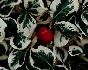 Preview wallpaper leaves, fruit, plant, macro, closeup