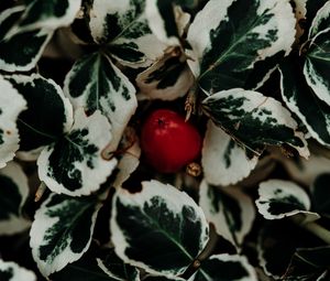 Preview wallpaper leaves, fruit, plant, macro, closeup