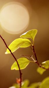 Preview wallpaper leaves, glare, branch, oiled