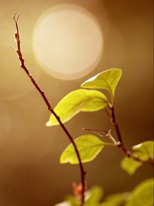 Preview wallpaper leaves, glare, branch, oiled