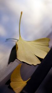 Preview wallpaper leaves, glass, autumn, fallen leaves