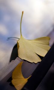 Preview wallpaper leaves, glass, autumn, fallen leaves