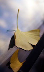 Preview wallpaper leaves, glass, autumn, fallen leaves