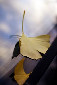 Preview wallpaper leaves, glass, autumn, fallen leaves