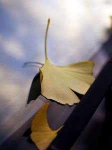 Preview wallpaper leaves, glass, autumn, fallen leaves