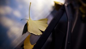 Preview wallpaper leaves, glass, autumn, fallen leaves