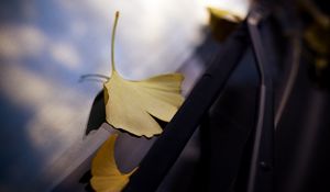 Preview wallpaper leaves, glass, autumn, fallen leaves