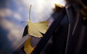 Preview wallpaper leaves, glass, autumn, fallen leaves