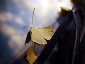 Preview wallpaper leaves, glass, autumn, fallen leaves