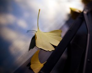 Preview wallpaper leaves, glass, autumn, fallen leaves