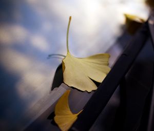 Preview wallpaper leaves, glass, autumn, fallen leaves