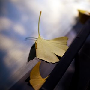 Preview wallpaper leaves, glass, autumn, fallen leaves