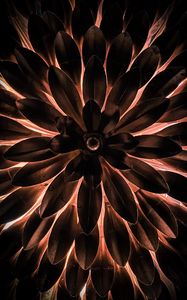 Preview wallpaper leaves, glow, backlight, plant