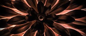 Preview wallpaper leaves, glow, backlight, plant