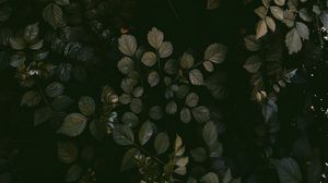 Preview wallpaper leaves, grass, aerial view